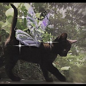 Meet your Posher, Belal